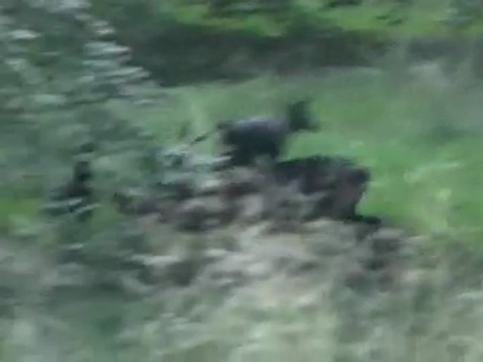 grand cerf tenant ses biches - forêt de Mormal