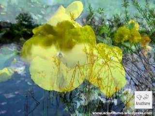 Free flowers desktop wallpapers form Estonia