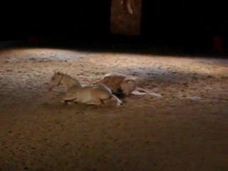 spectacle de bartabas