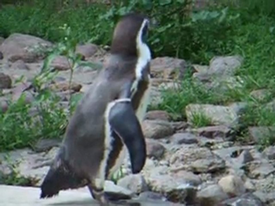 Pinguin