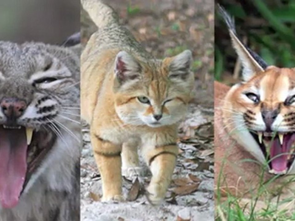 Smiling Big Cats!