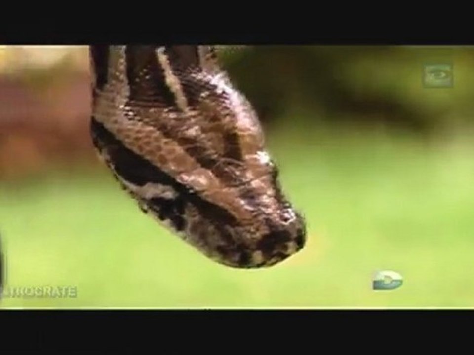 Passions Fatales, Mon ami le python - 2 de 3