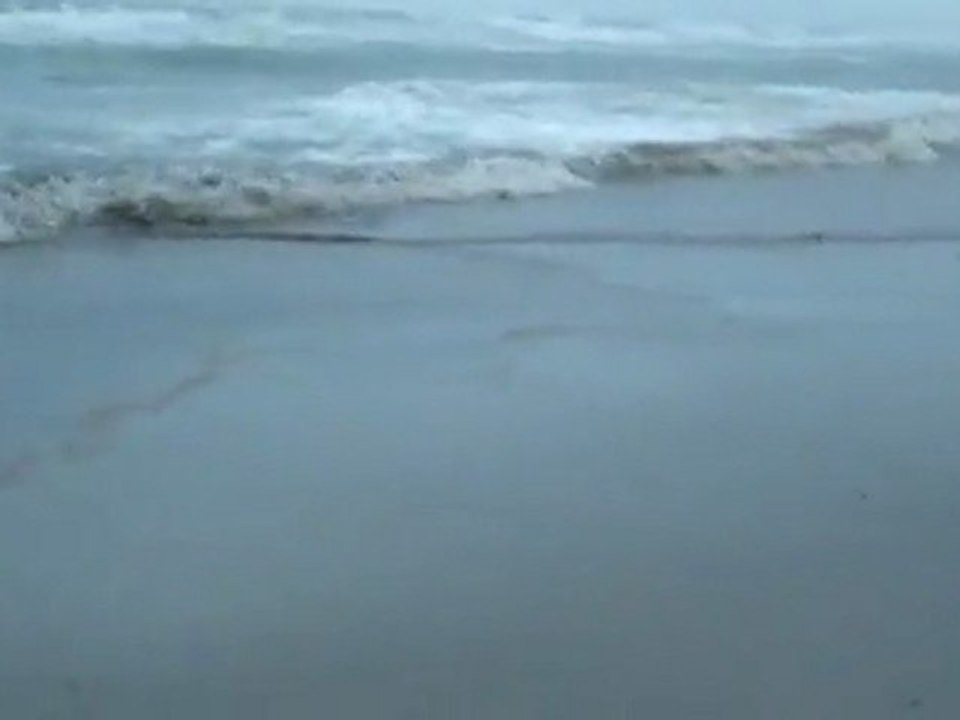 Mount Maunganui Oil spill 11-10- 2011
