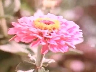 Kovil Theivam (Ninaivukal)