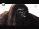 Sur les traces de Big Foot, [deuxième partie] - 1 de 3