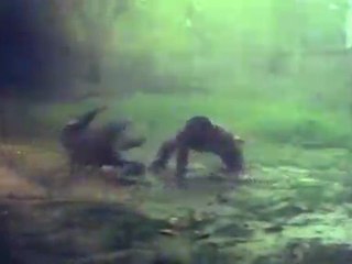 Simhadwani - Fighting With Friend in Rain