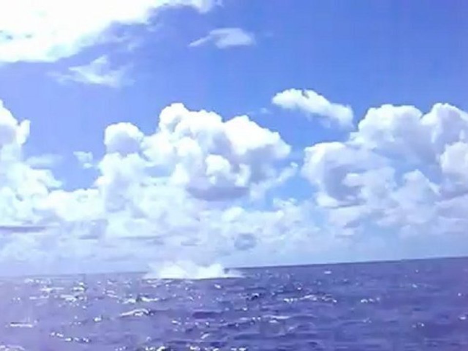 saut de baleine