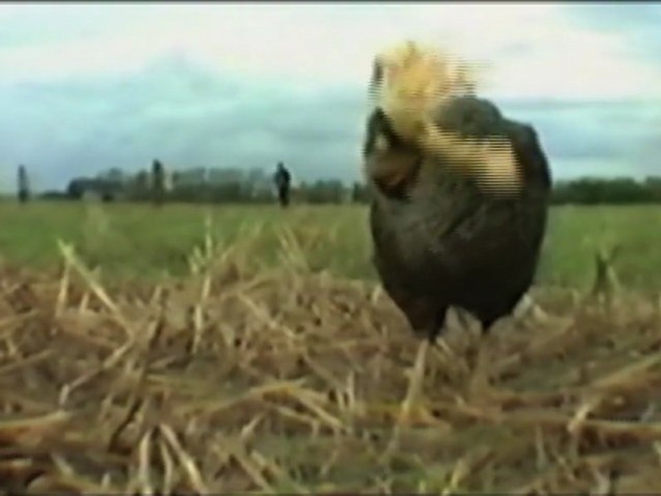 BALLADE POUR UN FILS DE POULE