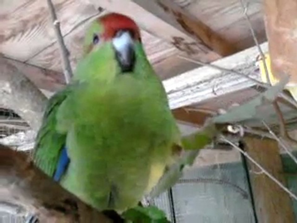 KAKARIKI ET PASSIFLORE