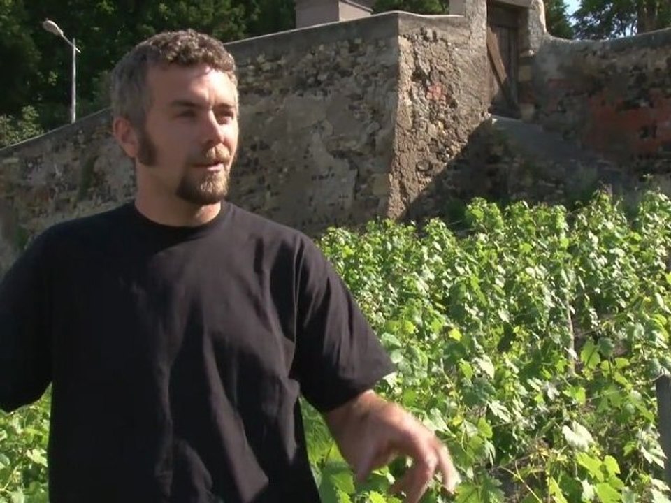 Vignes, biodiversité et géologie