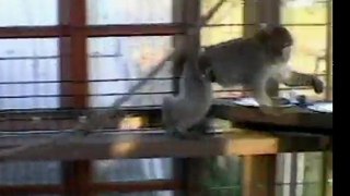 Refuge pour Singes en Danger. VISITE du Refuge & du Conservatoire Partie 1.