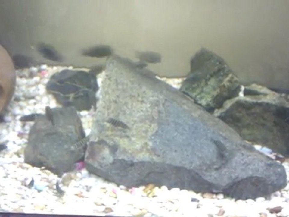 fo ilangi yavruları