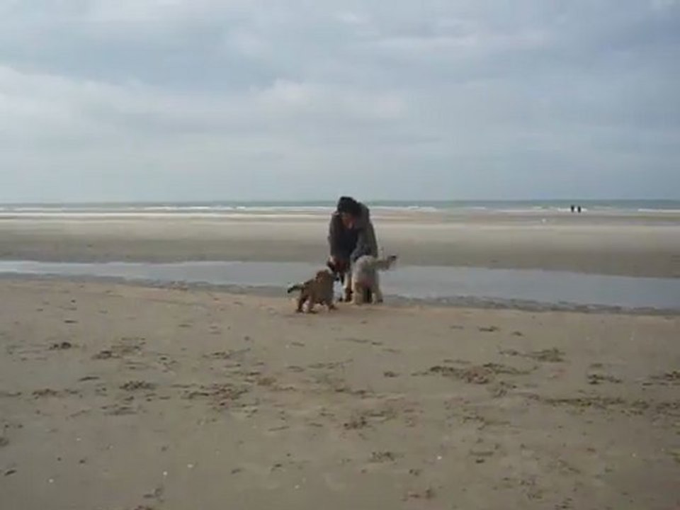 Deus et Gos Mao à Bray-Dunes