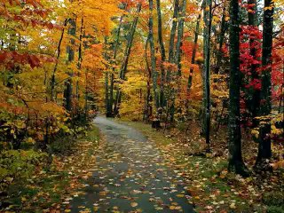 Impressions d'Automne HQ