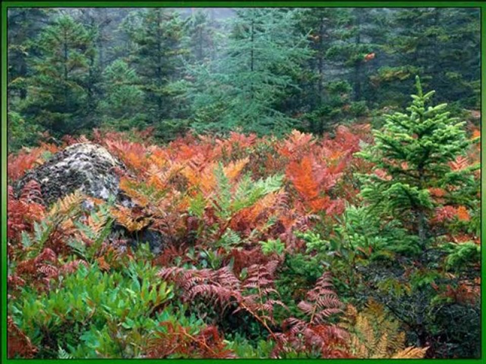 The most relaxing music imaginable 2