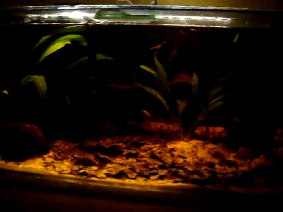 bac apistogramma cacatuoides perou sauvage