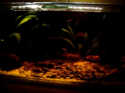 bac apistogramma cacatuoides perou sauvage