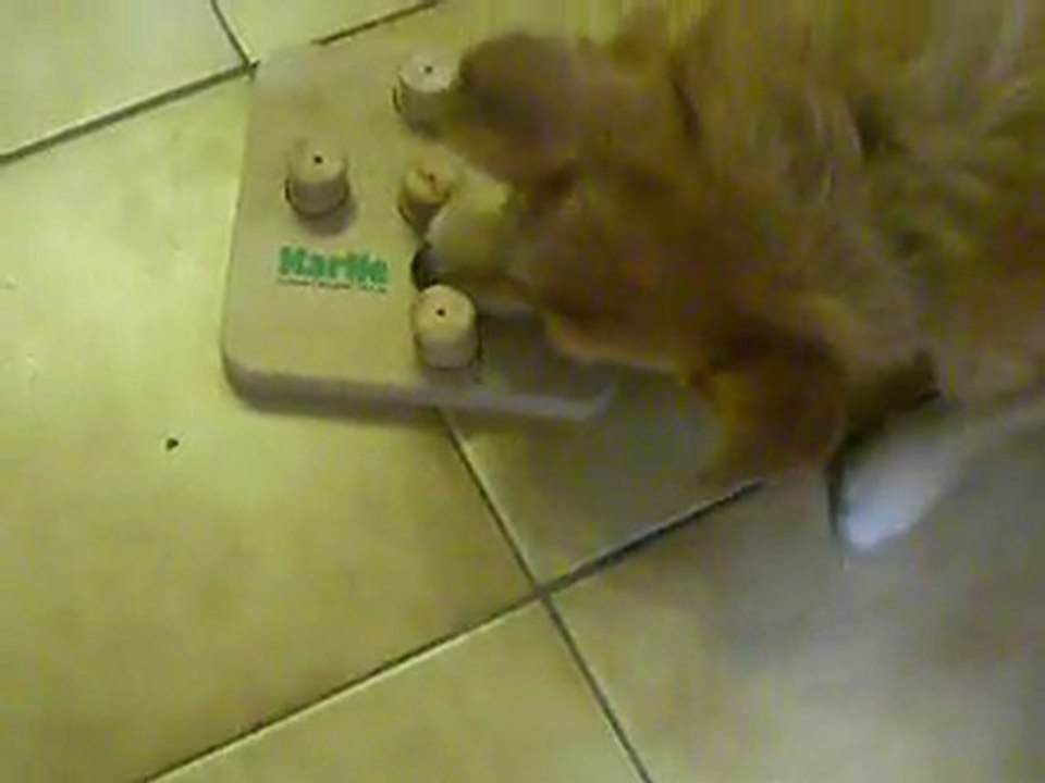 Drako jeu en bois 2ème