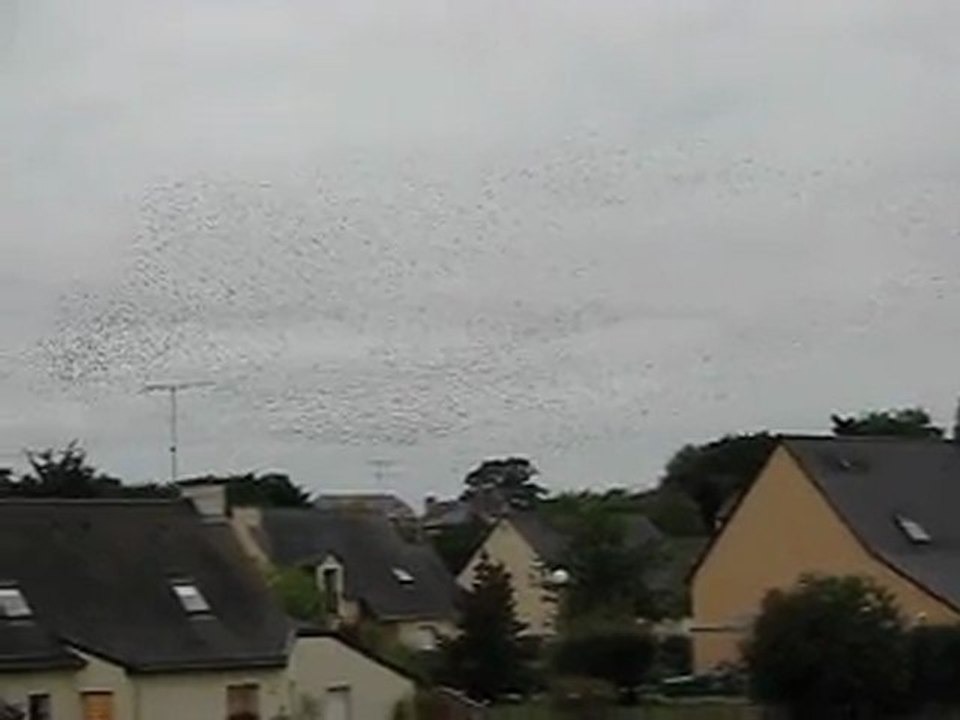 Les oiseaux à Guipry