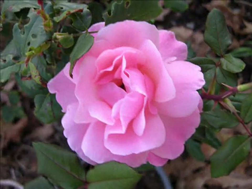 Aldattın beni seviyorum diye