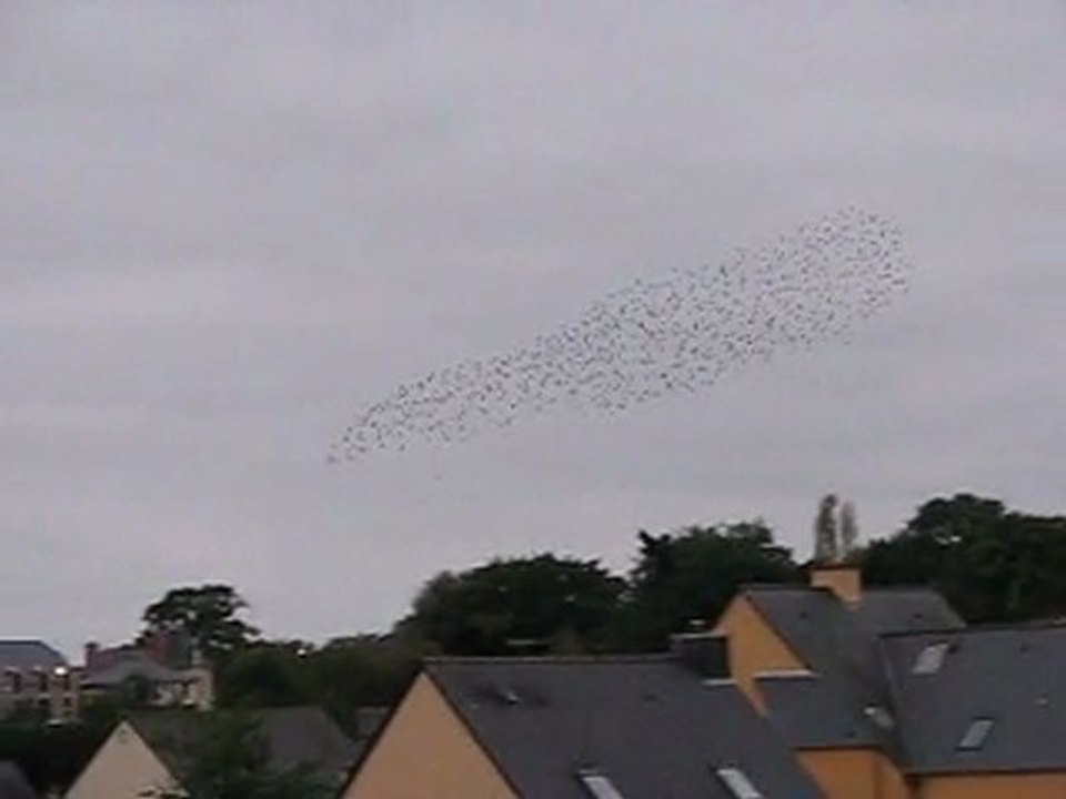 Les oiseaux à Guipry 2