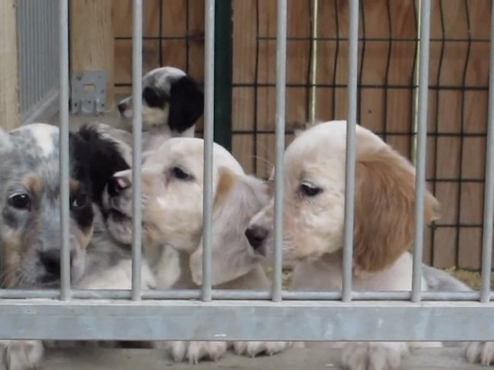 Recréation à l'école des chiots du Bois de Calice (Loïc le Provost)