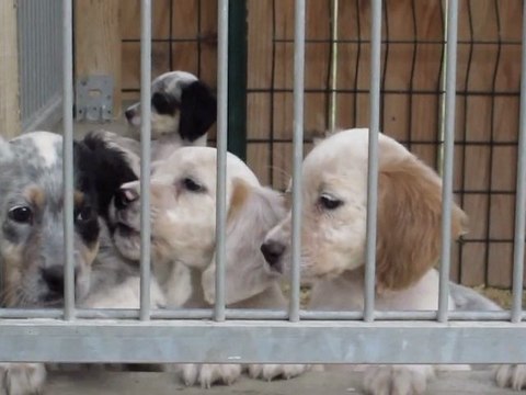 Recréation à l'école des chiots du Bois de Calice (Loïc le Provost)