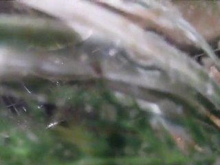 bébé combattant 13 jours