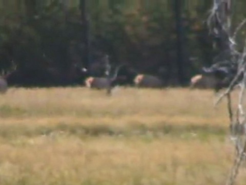 Cerfs du Yellowstone