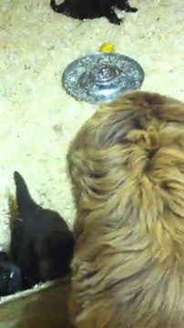 chiots bonny élevage de VALOYAN TERRE NEUVE MARRON BRONZE 11.10.2011