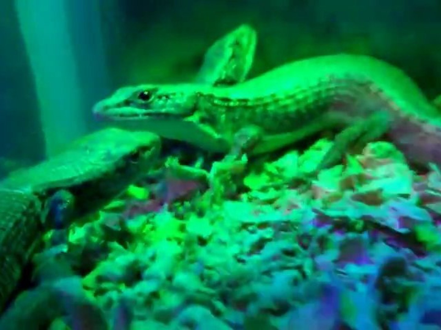 Baby Alligator Lizards