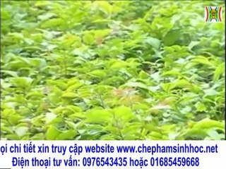 làm sao để trồng rau không cần phun thuốc và vẫn không bị sâu bệnh?