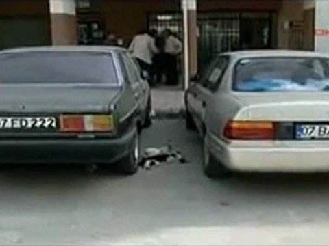 Кот пытается реанимировать свою погибшую подругу