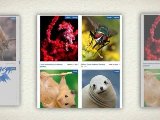 iPhone Wallpaper Club