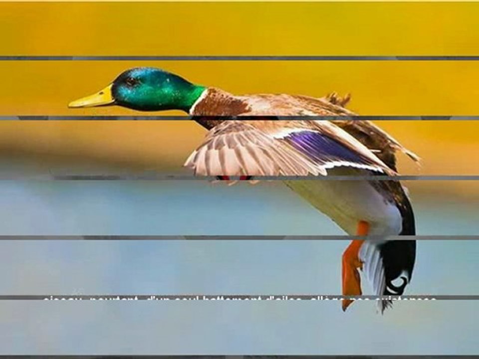 DIAPO DES MOTS ET DES AILES SUZY