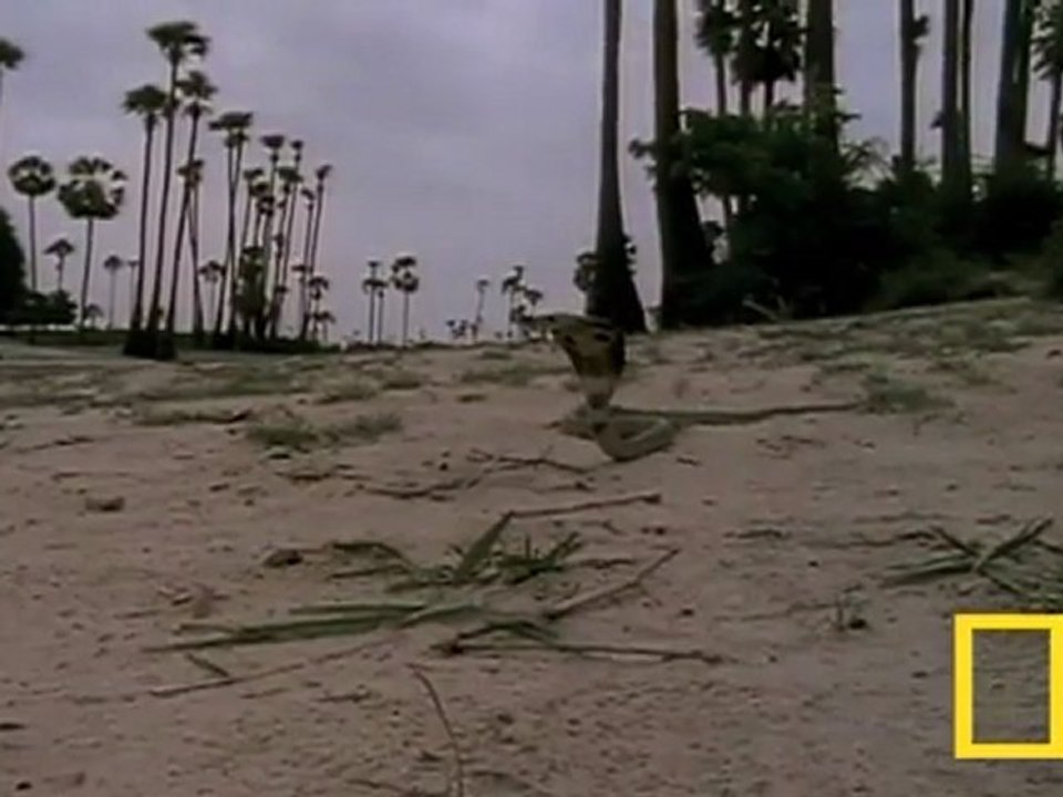 Cobra vs. Mongoose