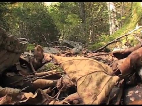 Pour vous en Pays de Savoie : Filière bois
