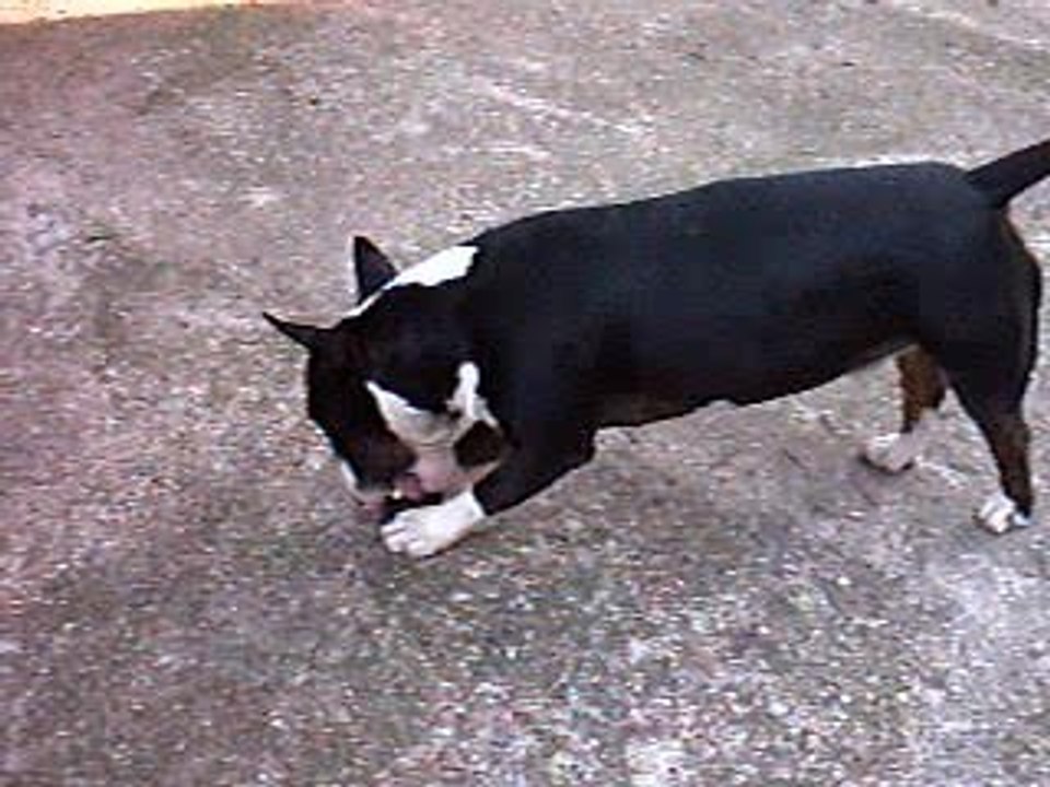 VARGAS ET SON PORTABLE 2