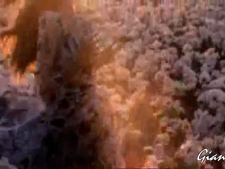 НИНА НИКОЛИНА  ЛАЛЕ ЛИ СИ