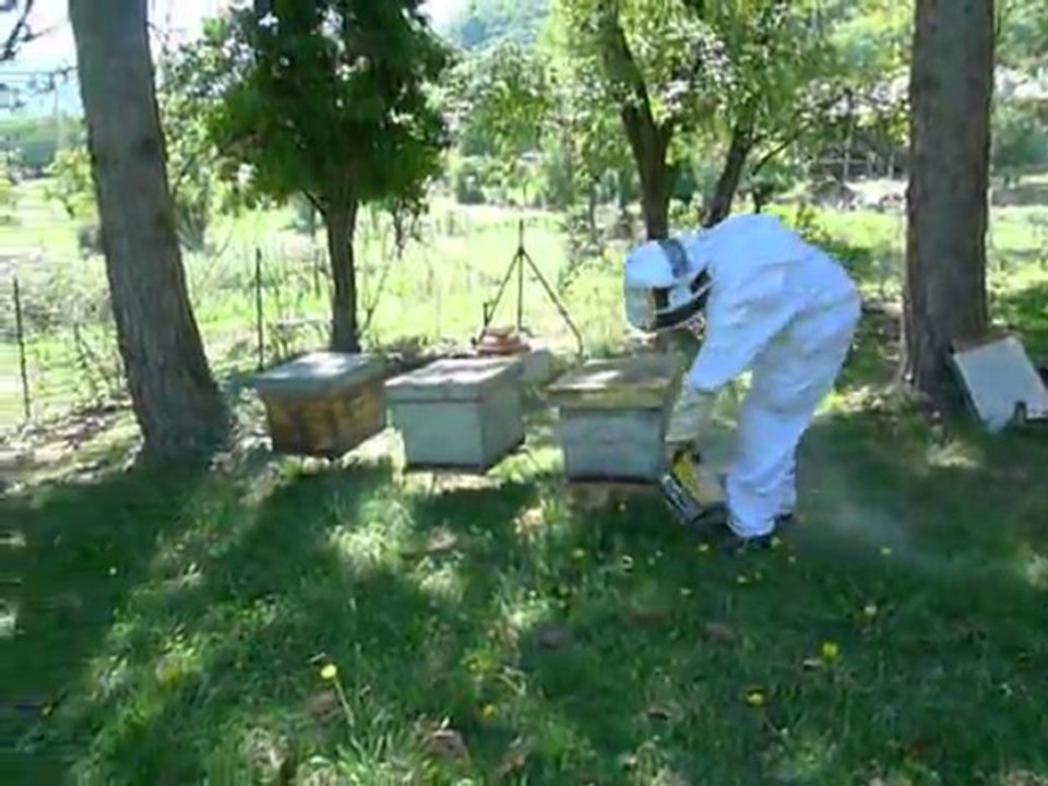Apiculture -  enfumage extérieur d'une ruche