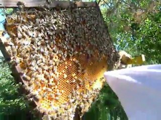 Apiculture - examen du cadre d'une ruche = la reine