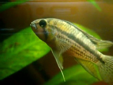 mâles apistogramma cacatuoides perou sauvage