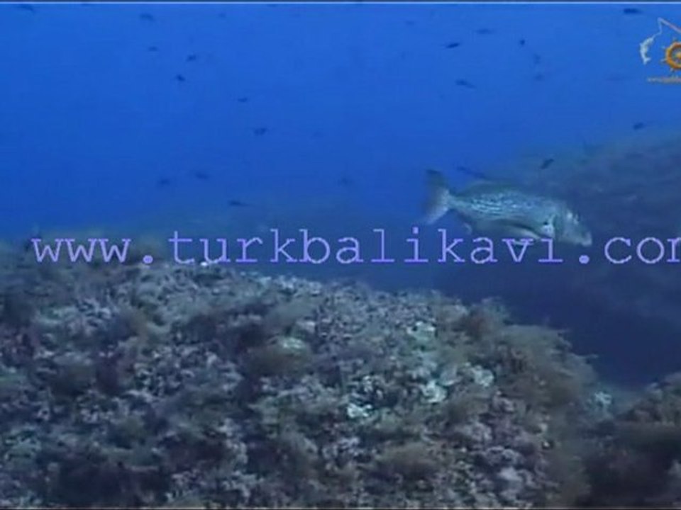 Yeni Avlaklarımız, Sinarit Karagöz ve Turna ( Iskarmoz ) lar...