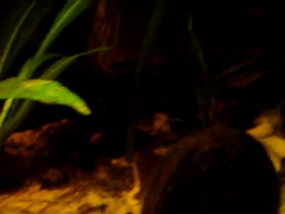 mâle apistogramma cacatuoides perou sauvage 2