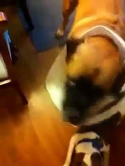 TROKTIKO2 - Ο σκύλος προδόθηκε