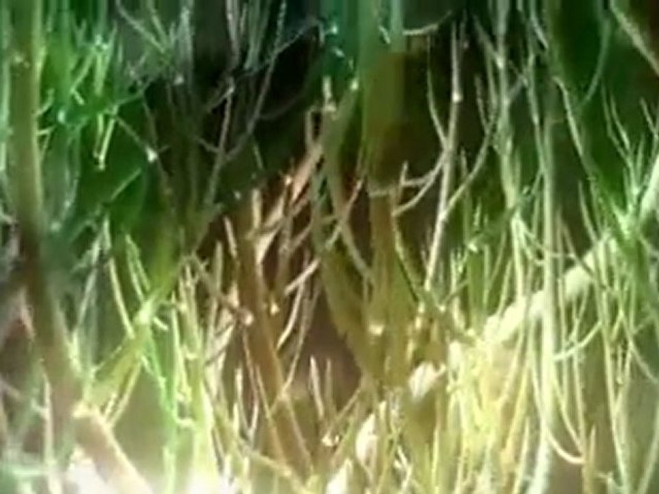 Claude Debussy - Clair de lune