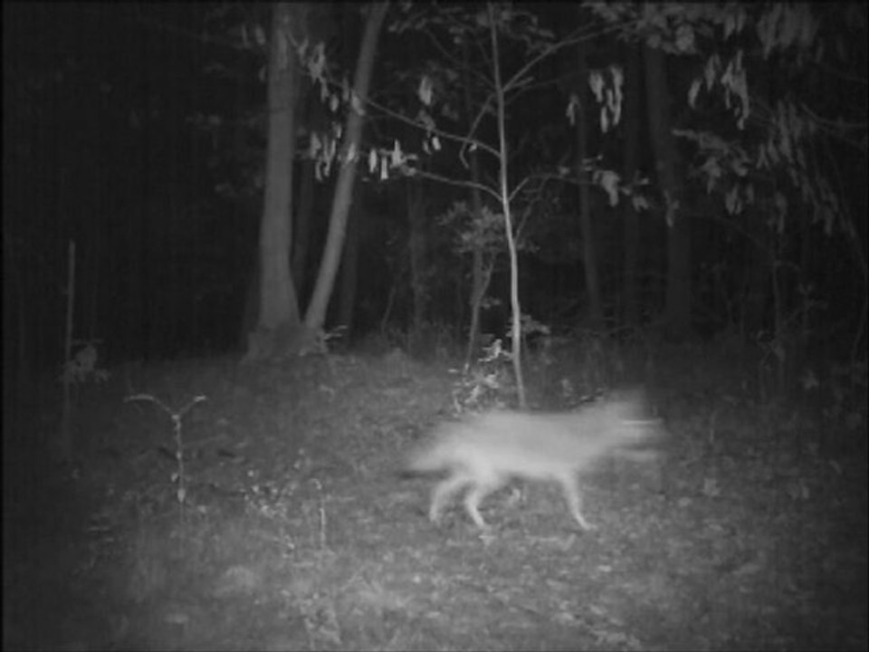 Coyote Mystery Prey