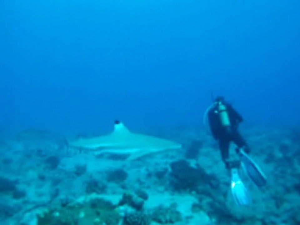 Les requins de l'atoll de Fakarava en Polynésie Française