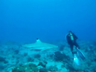 Les requins de l'atoll de Fakarava en Polynésie Française