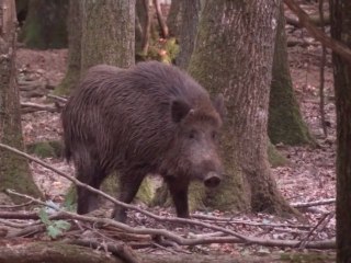 Sangliers dans la forêt de Rambouillet (2)